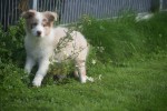Border Collie (teef) 67687