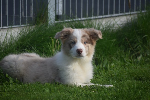 Border Collie (teef) 67687