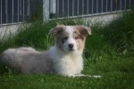 Border Collie (teef) 67687