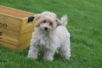 Caniche (teef) 75638