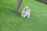 Caniche (teef) 75638