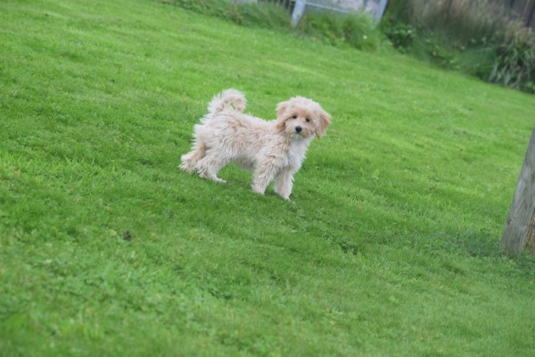 Caniche (teef) 75638