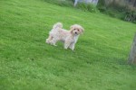 Caniche (teef) 75638