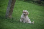 Caniche (teef) 75638