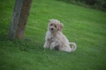 Caniche (teef) 75638
