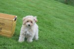 Caniche (teef) 75638