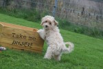 Caniche (teef) 75638
