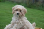 Caniche (teef) 75638