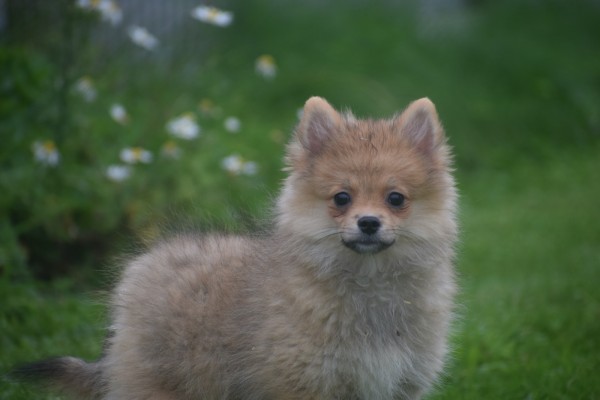 Spitz allemand (teef) 28465