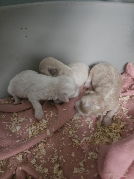 Maltipoo nestje 