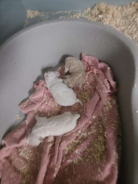 Maltipoo nestje 