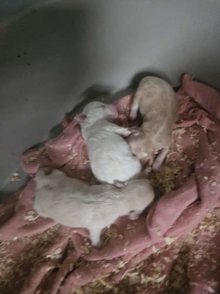 Maltipoo nestje 