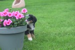 Australische herder x Berner Sennen (reu) 67734