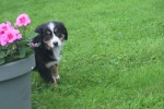 Australische herder x Berner Sennen (reu) 67734
