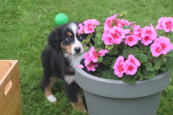 Australische herder x Berner Sennen (reu) 67734