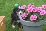 Australische herder x Berner Sennen (reu) 67734