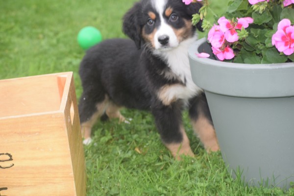 Australische herder x Berner Sennen (reu) 67734