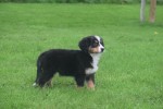 Australische herder x Berner Sennen (reu) 67734