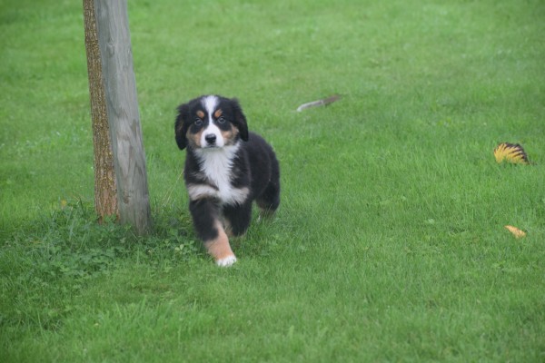 Australische herder x Berner Sennen (reu) 67734