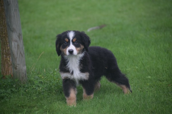 Australische herder x Berner Sennen (reu) 67734