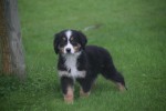 Australische herder x Berner Sennen (reu) 67734