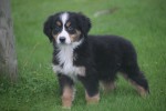 Australische herder x Berner Sennen (reu) 67734