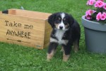 Australische herder x Berner Sennen (reu) 67734