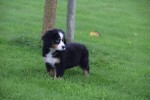 Australische herder x Berner Sennen (teef) 45051