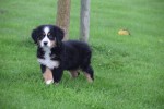 Australische herder x Berner Sennen (teef) 45051