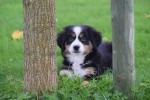 Australische herder x Berner Sennen (teef) 45051