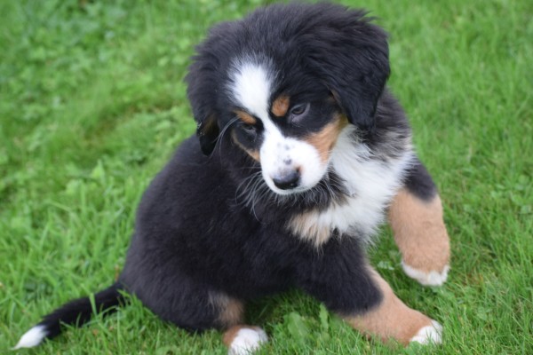 Australische herder x Berner Sennen (teef) 45051