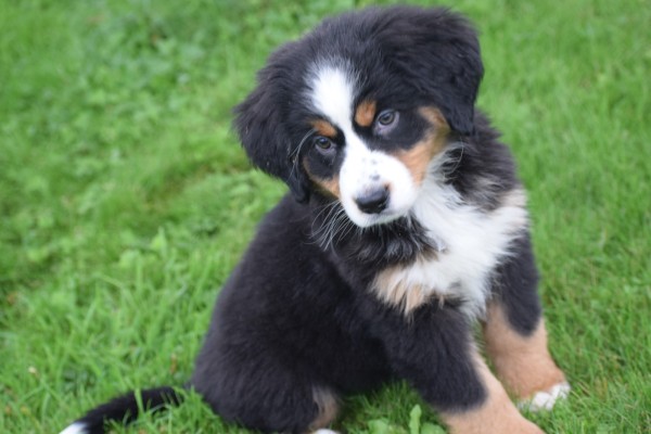 Australische herder x Berner Sennen (teef) 45051
