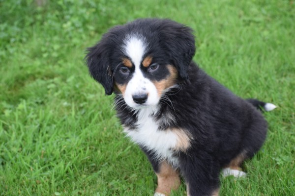 Australische herder x Berner Sennen (teef) 45051
