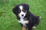 Australische herder x Berner Sennen (teef) 45051