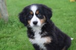 Australische herder x Berner Sennen (teef) 45051