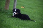 Australische herder x Berner Sennen (teef) 45051