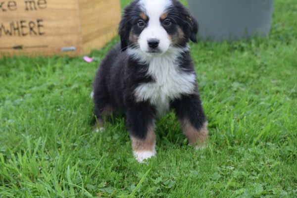 Australische herder x Berner Sennen (reu) 43841