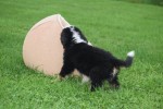 Australische herder x Berner Sennen (reu) 43841