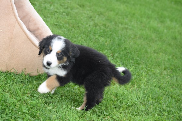Australische herder x Berner Sennen (reu) 43841