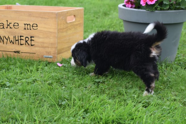 Australische herder x Berner Sennen (reu) 43841