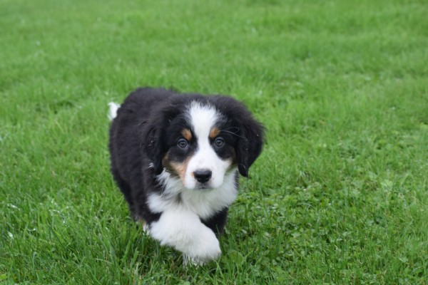 Australische herder x Berner Sennen (reu) 44963
