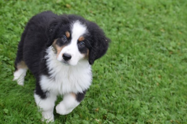 Australische herder x Berner Sennen (reu) 44963
