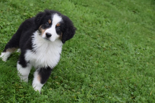 Australische herder x Berner Sennen (reu) 44963