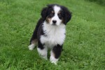 Australische herder x Berner Sennen (reu) 44963
