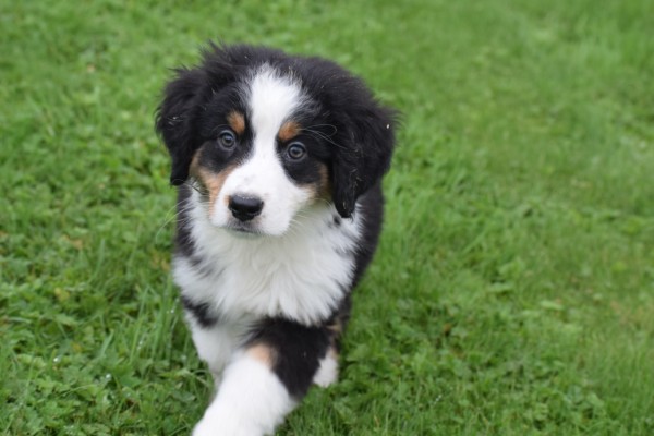 Australische herder x Berner Sennen (reu) 44963