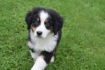 Australische herder x Berner Sennen (reu) 44963