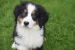 Australische herder x Berner Sennen (reu) 44963