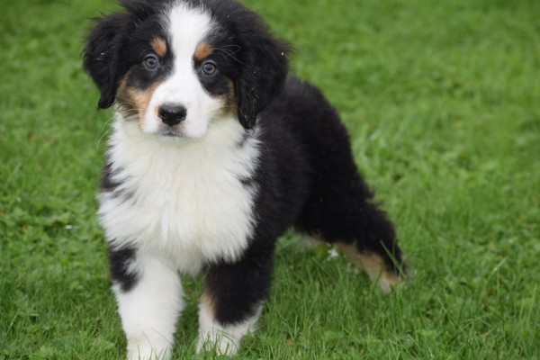 Australische herder x Berner Sennen (reu) 44963