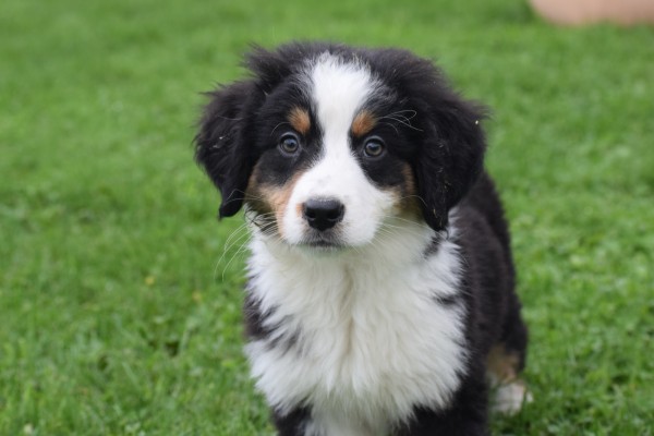 Australische herder x Berner Sennen (reu) 44963