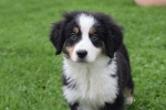Australische herder x Berner Sennen (reu) 44963